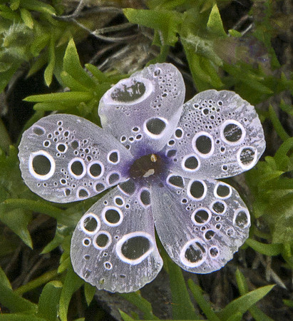 Phlox in the Rain