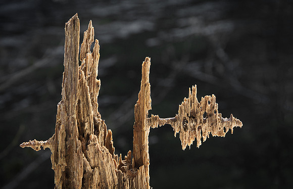 Decaying Wood Sculpted by Nature