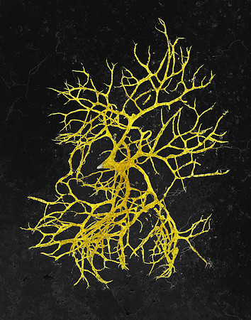 Staghorn Lichen
