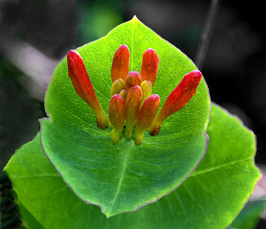 Wild Honeysuckle