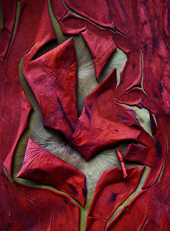Red Madrone Bark