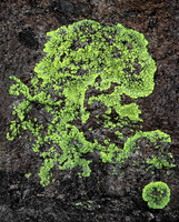 Lichen on Pompadour Bluff