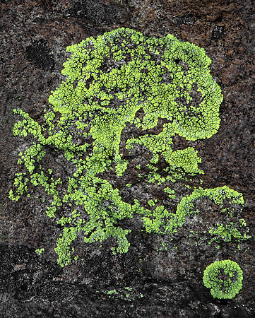 Lichen on Pompadour Bluff