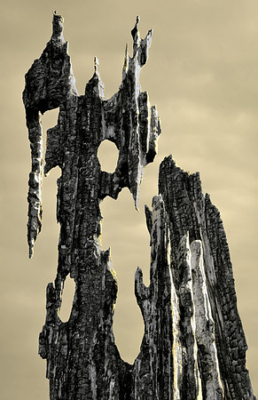 Burned Tree Top