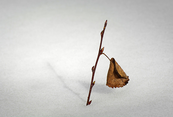 Western Serviceberry