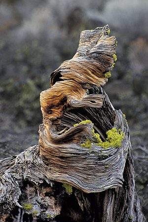 Twisted Tree