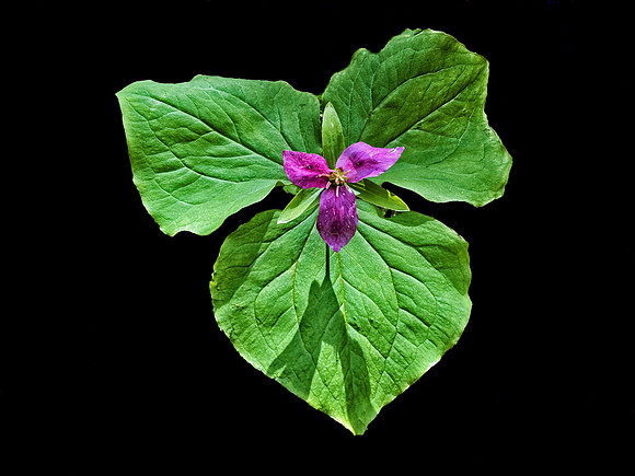 Trillium