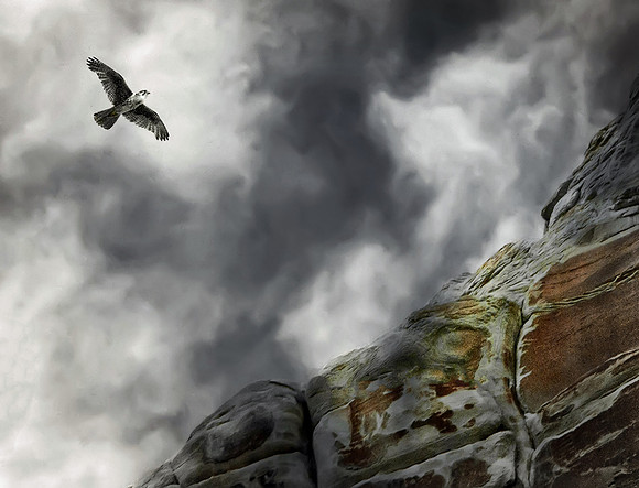 Prairie Falcon