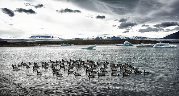 Barnacle Geese