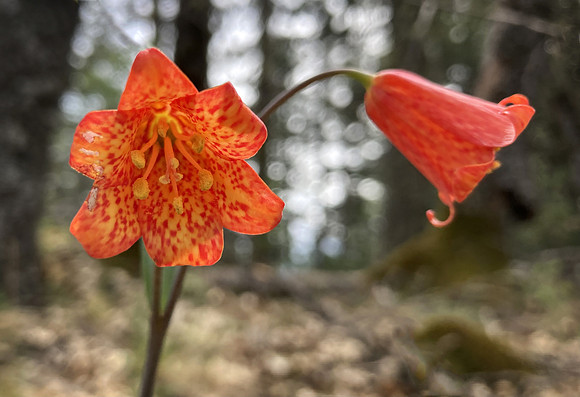 Frittilary in Spring