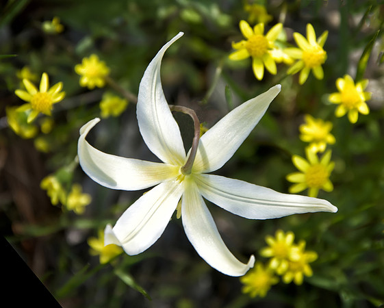 Oregon Fawn Lily with Gold Stars
