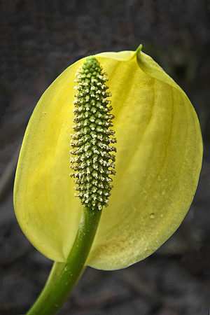 Skunk Cabbage in Spring