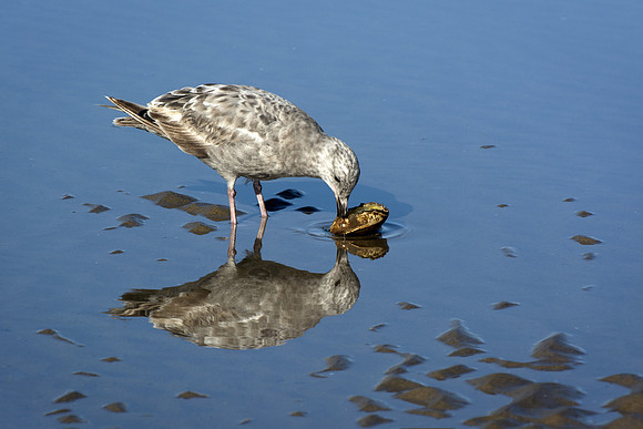 Gull Eating Crab