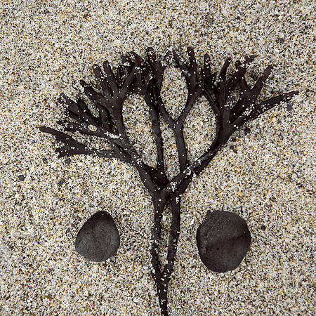 Seaweed and Stones