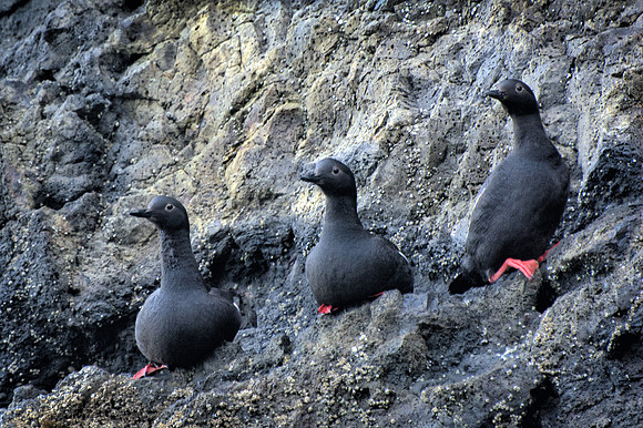 Three Pigeons Guillemot