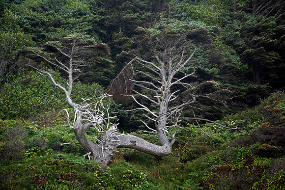 Sitka Spruce