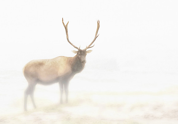 Elk in Fog