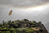 Red-Tailed Hawk Near Nest