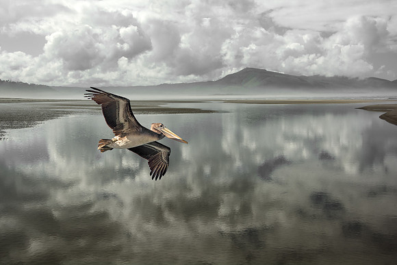 Pelican on Big Cloud Morning