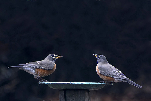 Two Robins Get a Drink