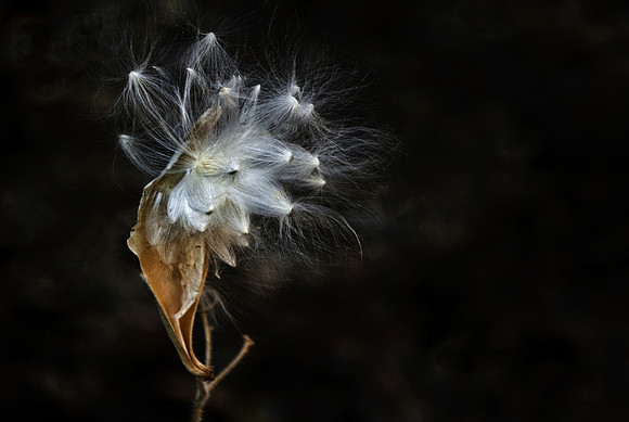 Milkweed Seeds of the Future