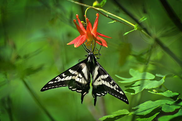 Swallowtail Butterfly on Columbine