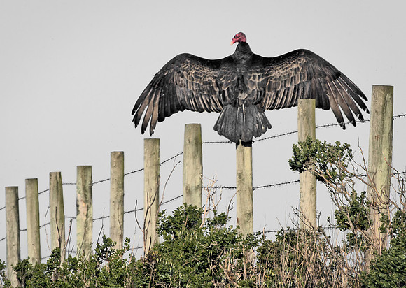 Vulture Drying Wings