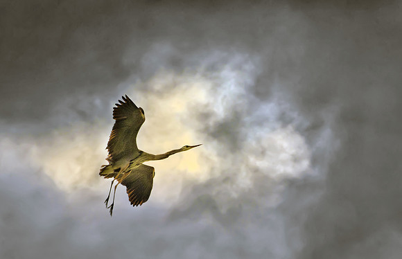Great Blue Heron in Flight