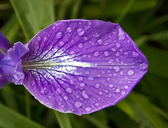 Wild Iris After Rain