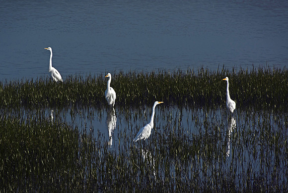 Four Egrets