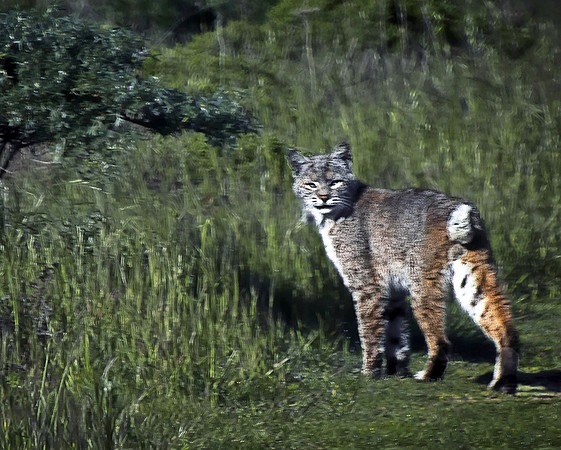 Bobcat