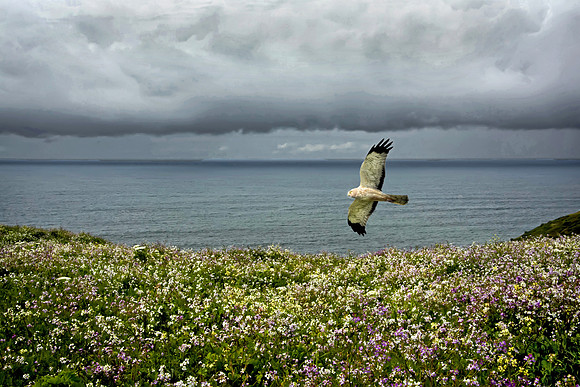 Northern Harrier