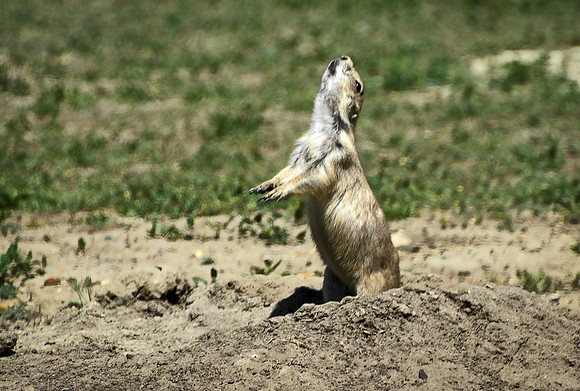 Prairie Dog Alert