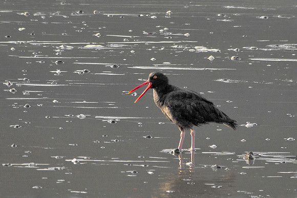 Black Oystercatcher Squawking
