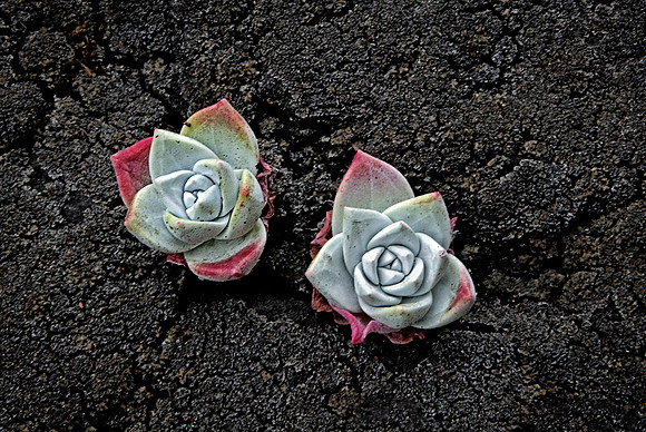 Succulents on Ossagon Rocks