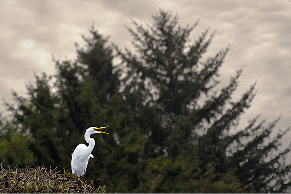 Egret Squawking at Ossagon Rocks