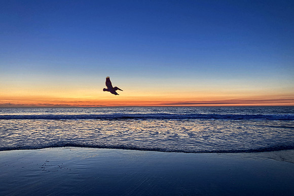 Pelican at Sunset