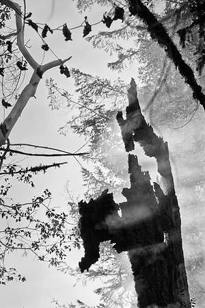 Smoking Tree