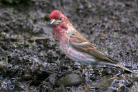 Cassin's Finch