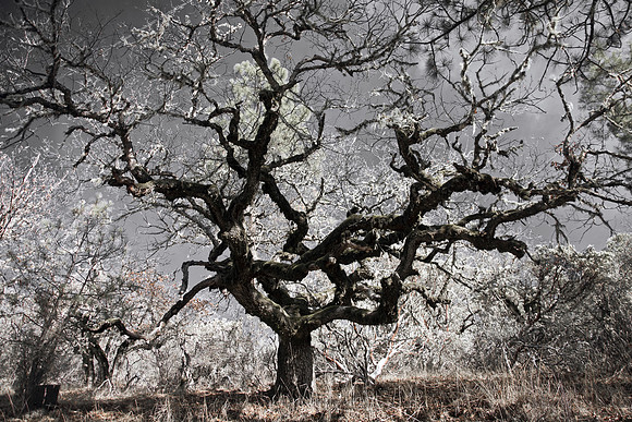 Old Oak