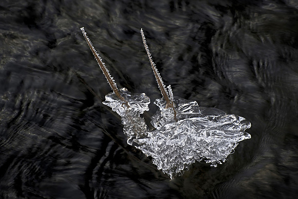 Creek Ice on Two Stalks