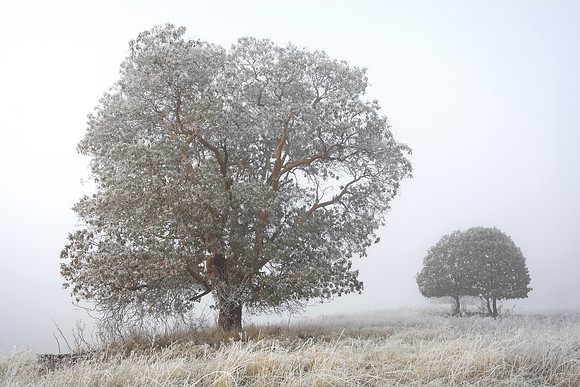 Madrone in Frozen Fog