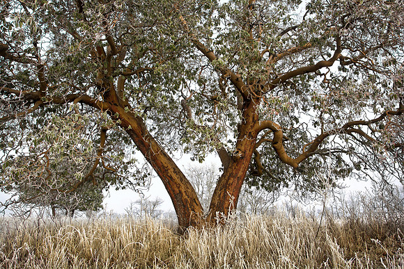 Madrone and Frost