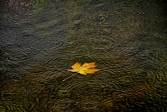 Maple Leaf in the Rain