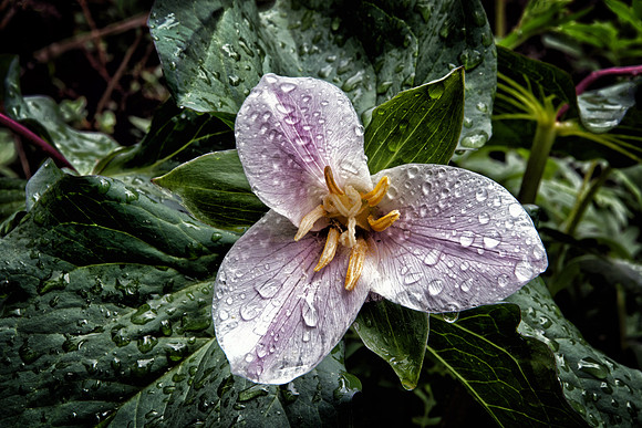 Trillium After Rain