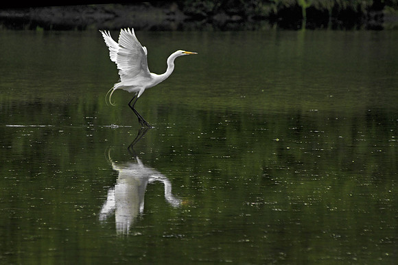 Egret Taking Off