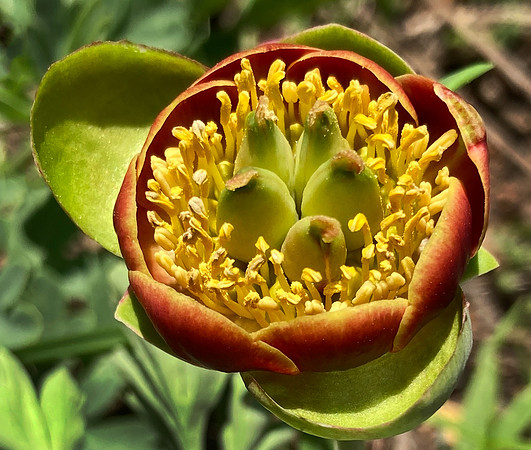 Wild Peony Ready to Bloom