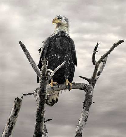 Bald Eagle on Netarts Spit