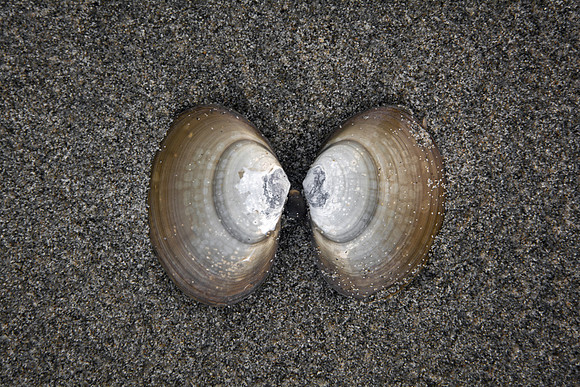 Shells, Face to Face