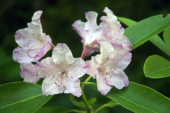 Rhododendron in Bloom